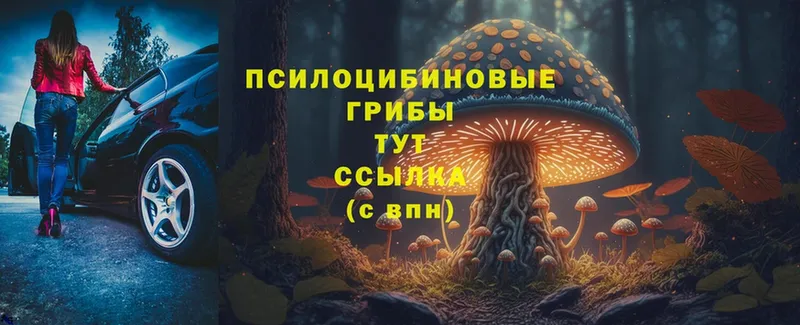 это как зайти  Ленинск-Кузнецкий  Галлюциногенные грибы Psilocybe  mega tor 